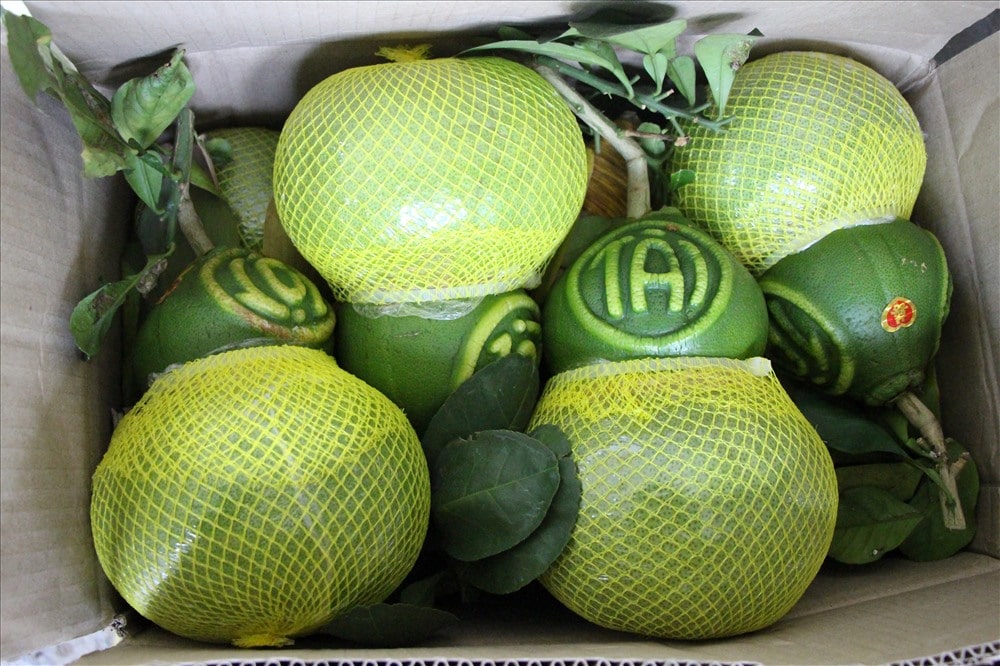 Gourd-shaped (Tết Holiday)